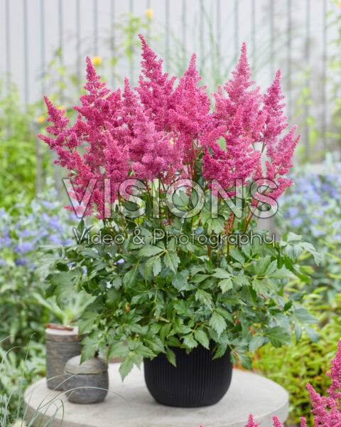 Astilbe Go Go Red Astilbe Go Go Red