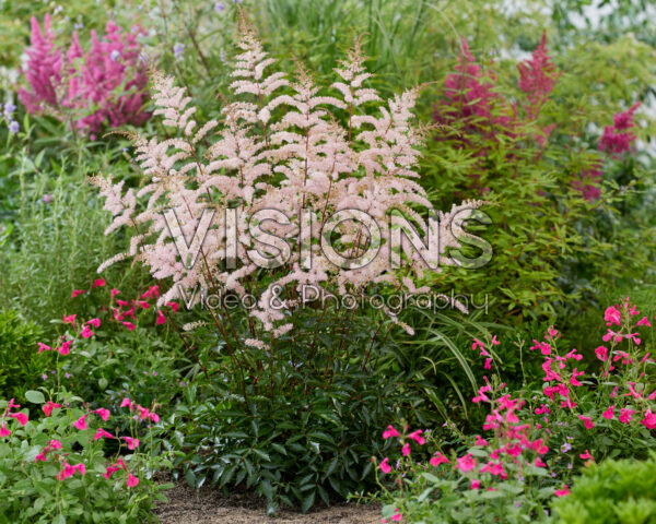 Astilbe Pretty in Pink Astilbe Pretty in Pink