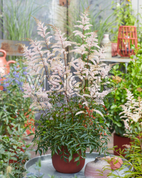 Astilbe Pretty in Pink Astilbe Pretty in Pink