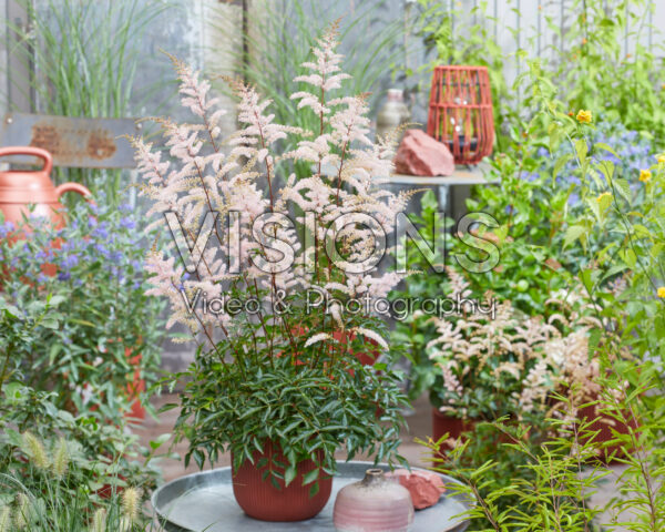 Astilbe Pretty in Pink