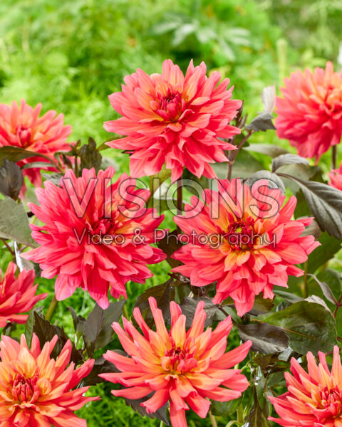 Dahlia 2210 Dahlia 2210