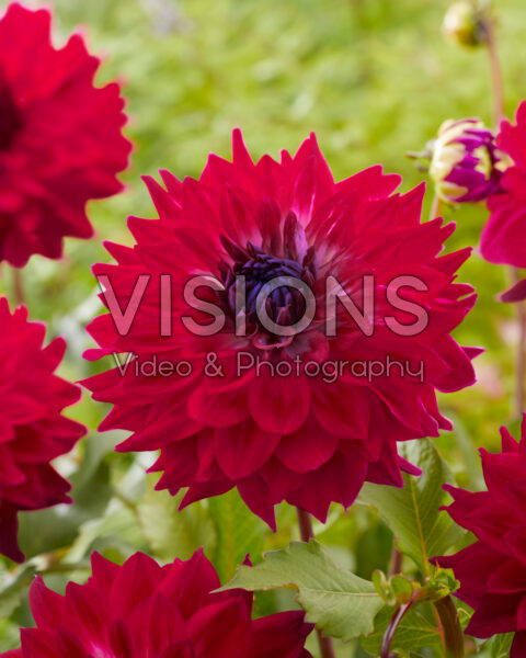 Dahlia 23140 Dahlia 23140