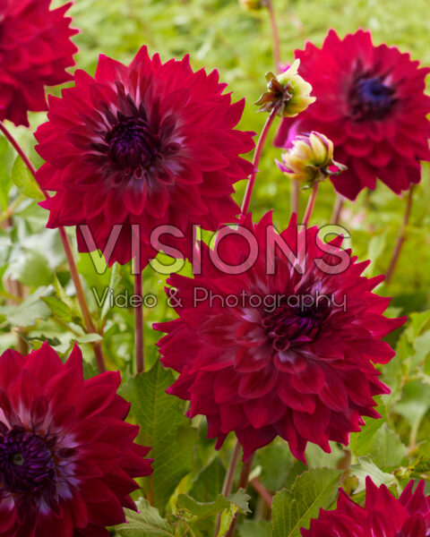 Dahlia Debutante Dahlia Debutante