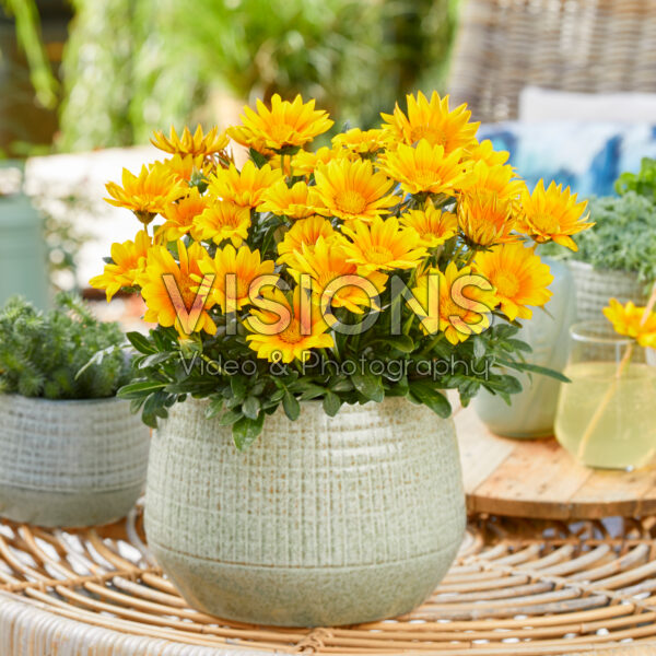 Gazania Suncarpet Gazania Suncarpet