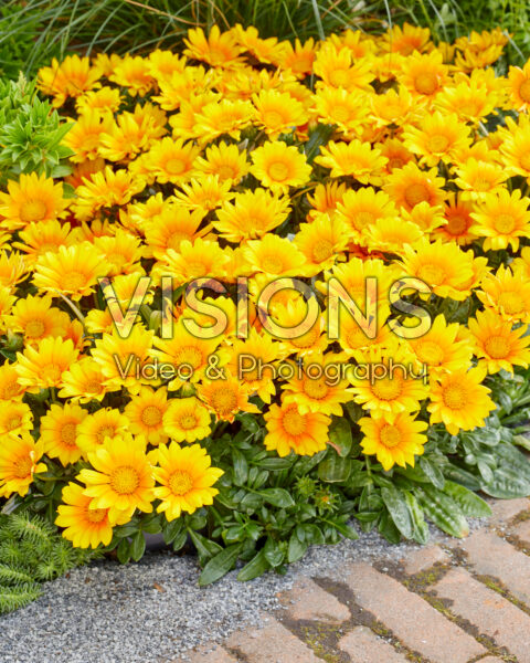 Gazania Suncarpet