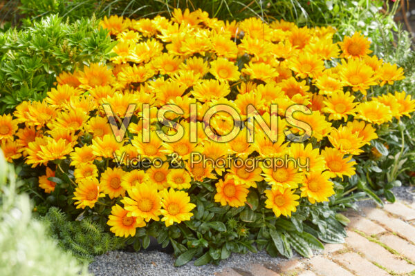 Gazania Suncarpet Gazania Suncarpet