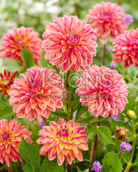 Dahlia Madame Antoinette