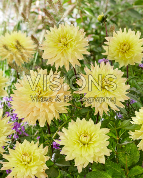 Dahlia Xanthe Dahlia Xanthe