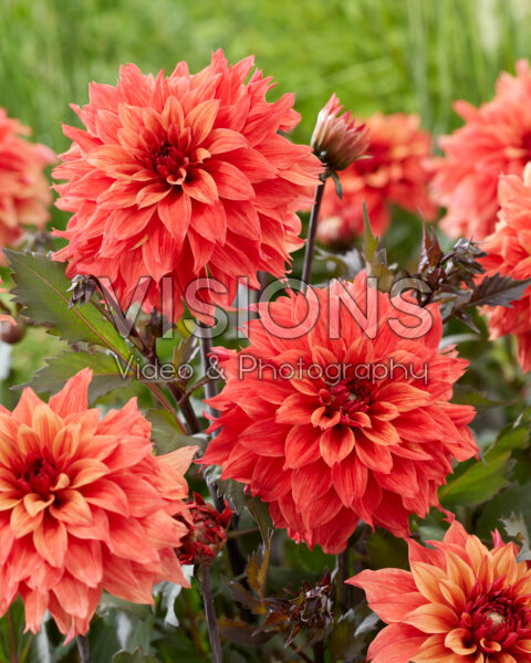 Dahlia RU 72/2372 Dahlia RU 72/2372