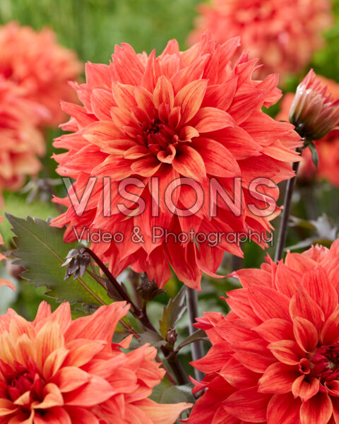 Dahlia Orange Paradise