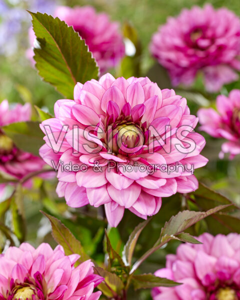 Dahlia Ton Sur Ton Dahlia Ton Sur Ton