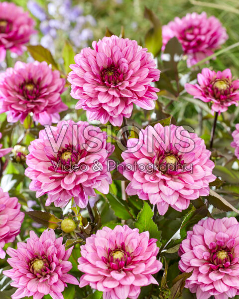 Dahlia Ton Sur Ton Dahlia Ton Sur Ton