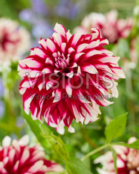 Dahlia bicolour Dahlia bicolour