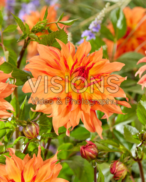 Dahlia oranje Dahlia oranje