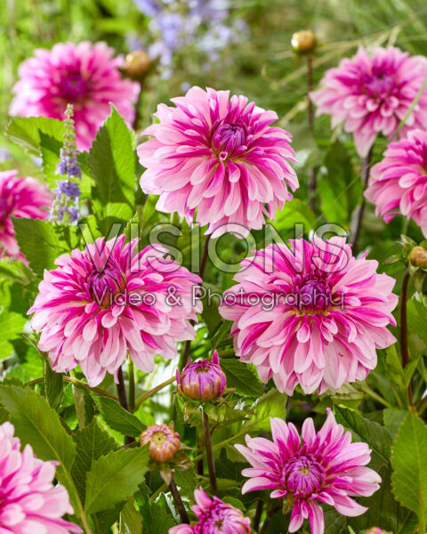 Dahlia Violetdance Dahlia Violetdance
