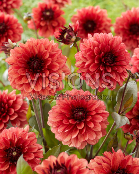 Dahlia Orient Express Dahlia Orient Express