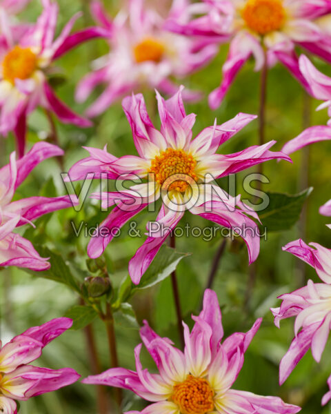 Dahlia Minna Dahlia Minna