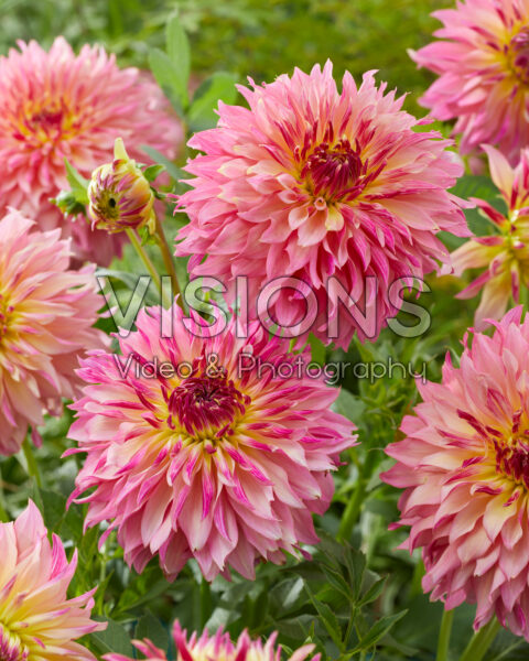 Dahlia Tom Pouce Dahlia Tom Pouce