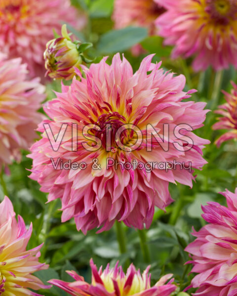 Dahlia Tom Pouce Dahlia Tom Pouce