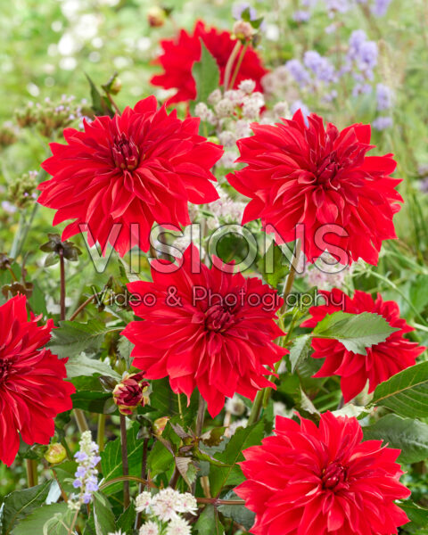 Dahlia Red Hot Chili