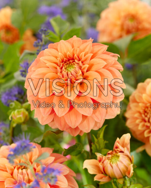 Dahlia Garden Jubilee Dahlia Garden Jubilee