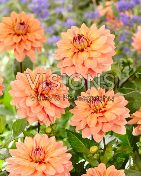 Dahlia Nicholas Dahlia Nicholas