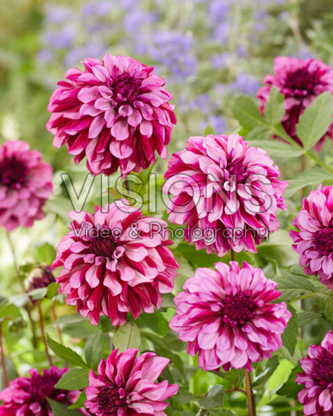 Dahlia Cranberry Classic Dahlia Cranberry Classic