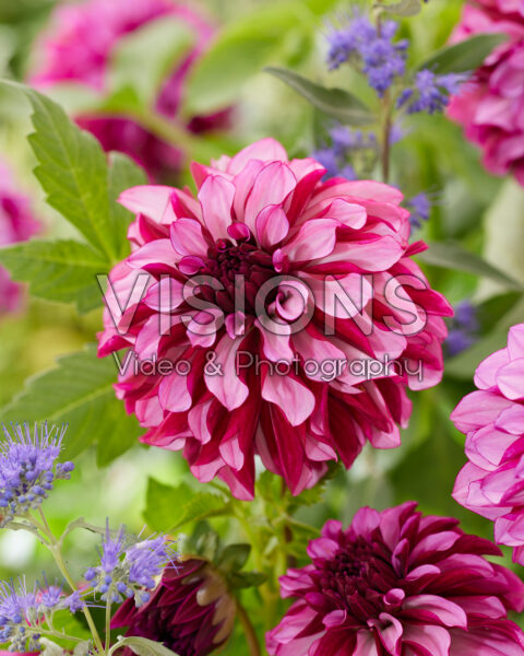 Dahlia Cranberry Classic Dahlia Cranberry Classic