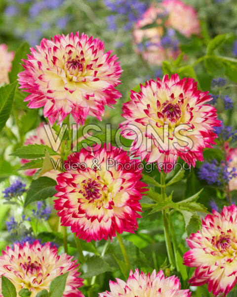 Dahlia Aphrodite Dahlia Aphrodite