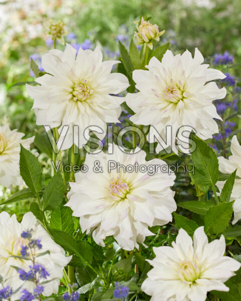 Dahlia Iceberg USA