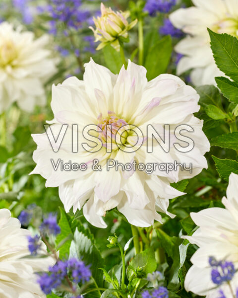 Dahlia Iceberg USA Dahlia Iceberg USA