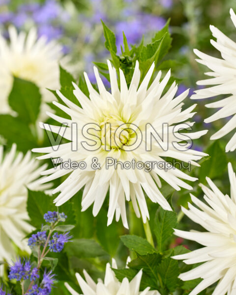 Dahlia Mount Tacoma Dahlia Mount Tacoma