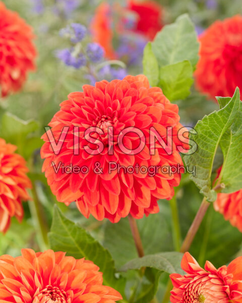 Dahlia Happy Halloween Dahlia Happy Halloween
