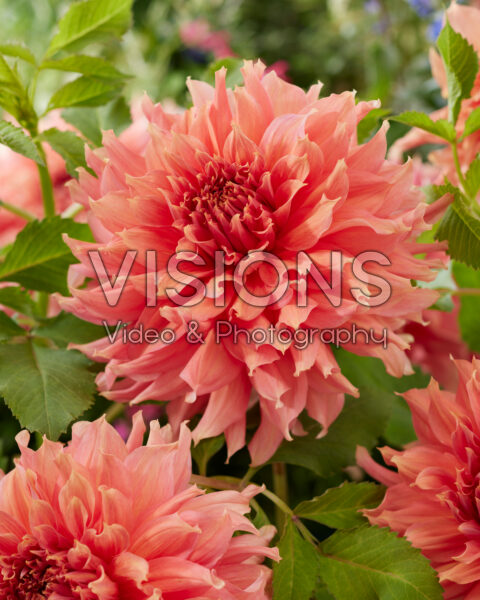 Dahlia Fairway Spur