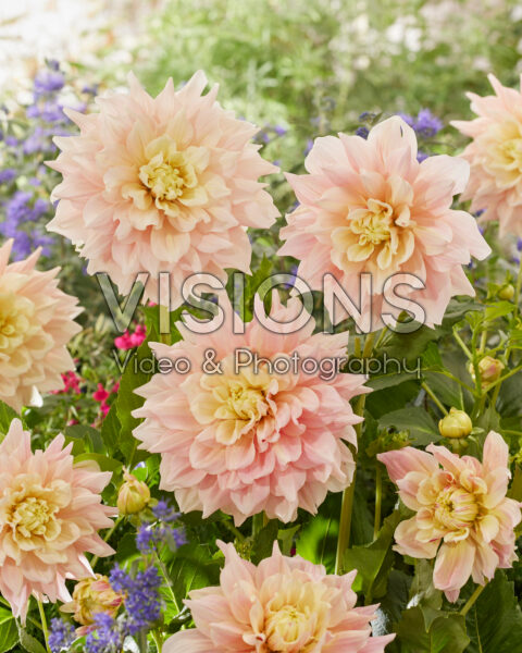 Dahlia Break Out Dahlia Break Out