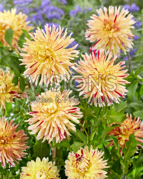 Dahlia Cambridge® Dahlia Cambridge®