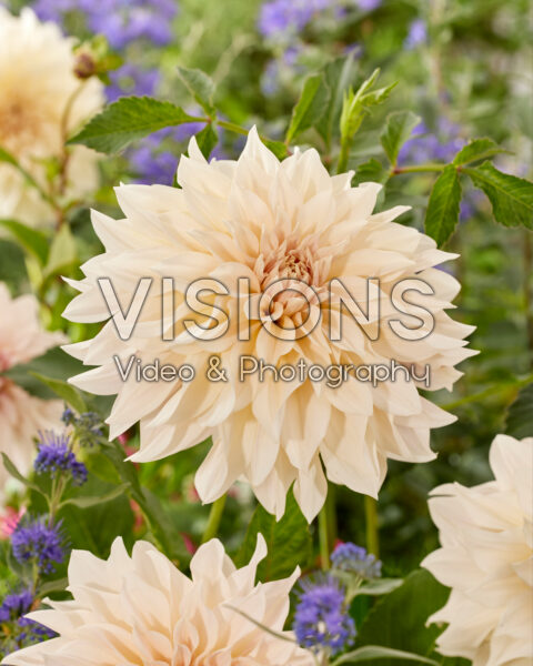 Dahlia Cafe au Lait Dahlia Cafe au Lait