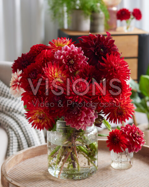 Dahlia Scarlett Mix Dahlia Scarlett Mix