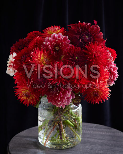 Dahlia Scarlett Mix Dahlia Scarlett Mix