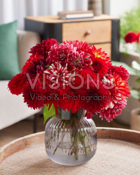 Dahlia Scarlett Mix Dahlia Scarlett Mix