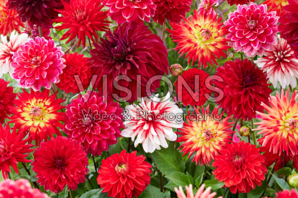 Dahlia Scarlett Mix Dahlia Scarlett Mix