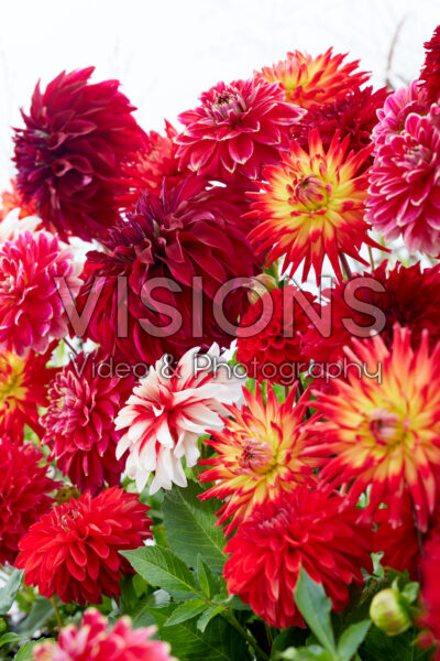 Dahlia Scarlett Mix Dahlia Scarlett Mix