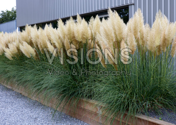 Cortaderia selloana Cortaderia selloana