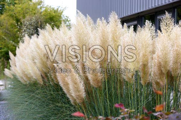 Cortaderia selloana