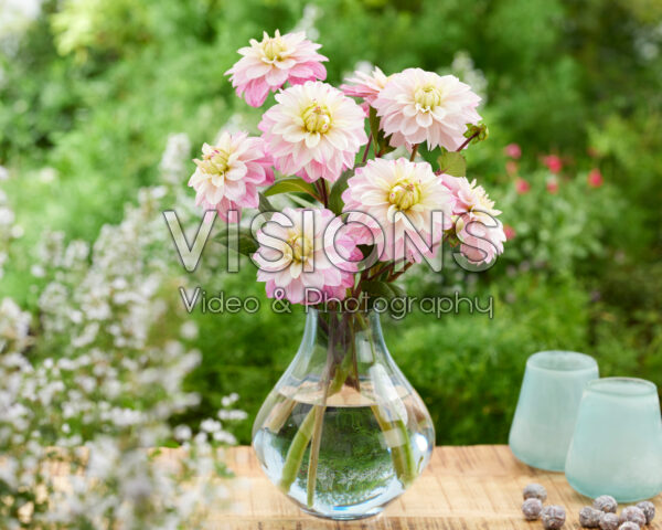 Dahlia Orion Dahlia Orion