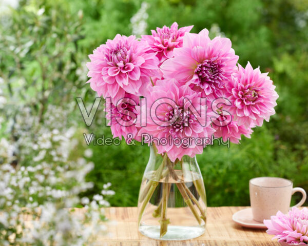 Dahlia Lavender Perfection Dahlia Lavender Perfection