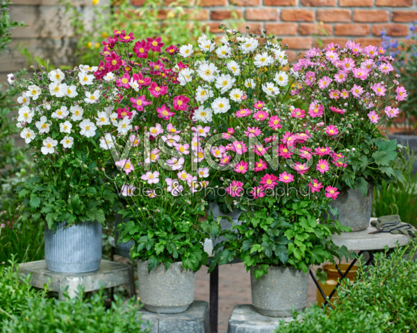 Anemone Fantasy collectie Anemone Fantasy collectie