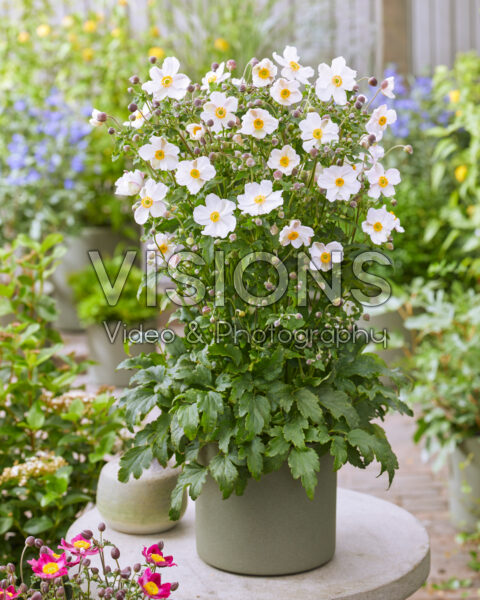Anemone Fantasy Elsa Anemone Fantasy Elsa