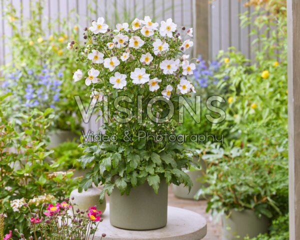 Anemone Fantasy Elsa