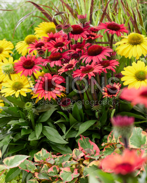 Echinacea combination Echinacea combination